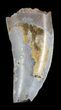 Bargain, Timurlengia (Tyrannosaur) Tooth - Uzbekistan #48025-1